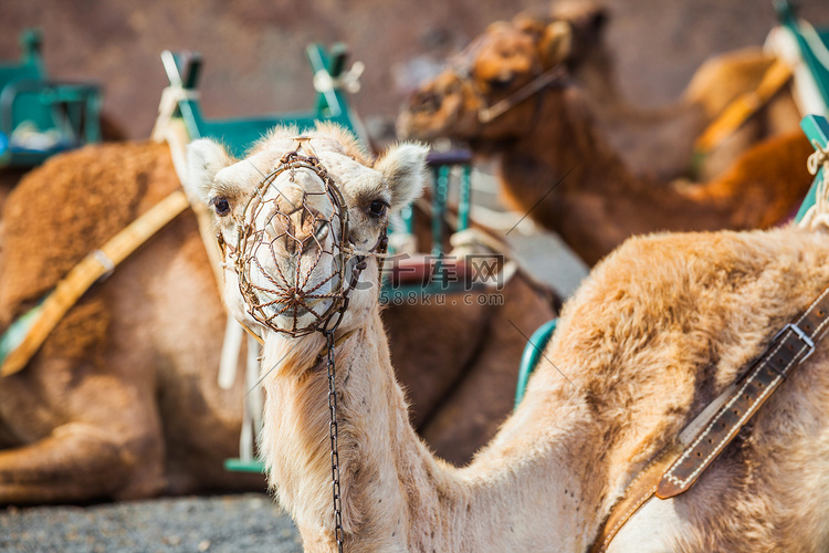 在蒂曼法亚的兰萨罗特岛骑骆驼.