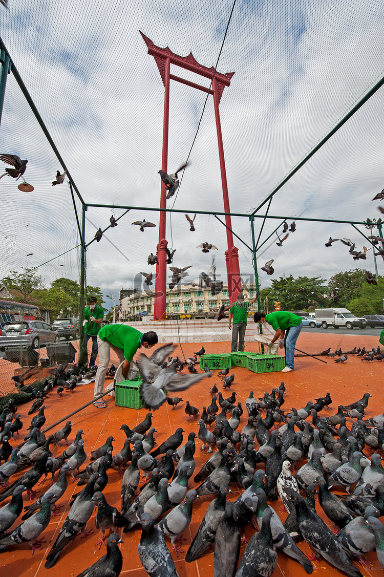 在泰国曼谷赶上鸽子保护禽流感。