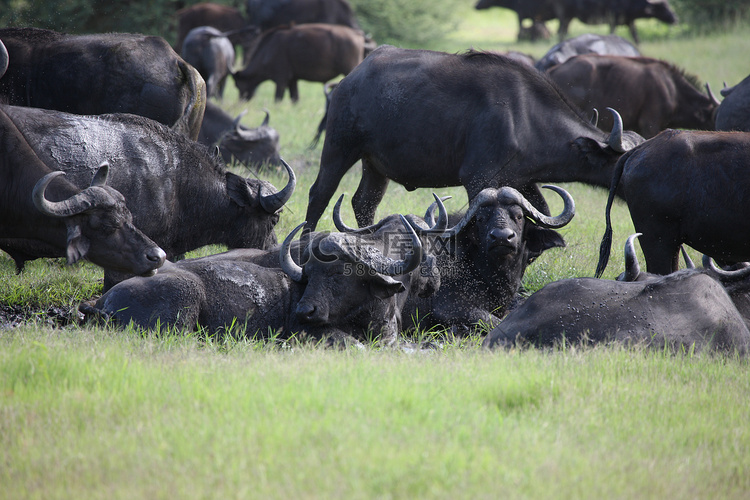 野生非洲博茨瓦纳大草原非洲水牛