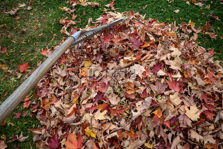 在秋天的季节耙树叶