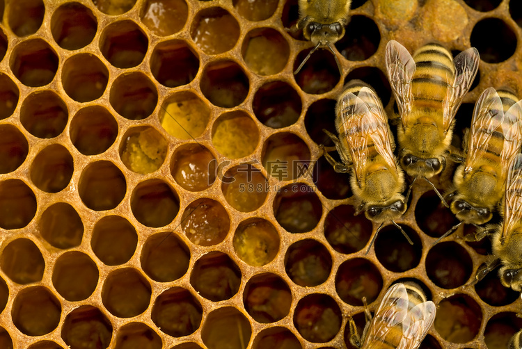 蜂箱内的蜜蜂