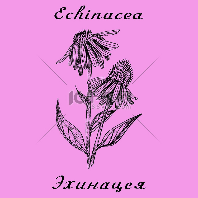 紫锥菊植物插图