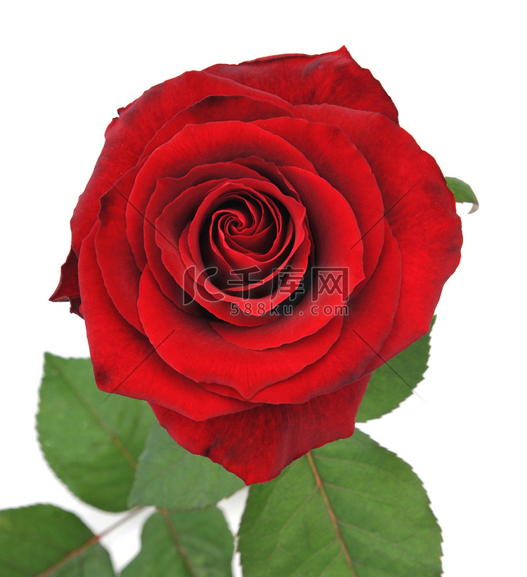 漂亮的红玫瑰孤立的背景