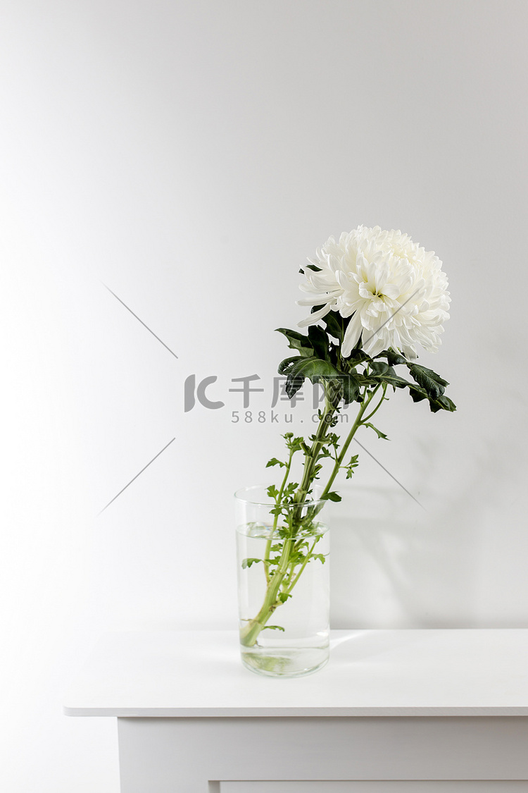 透明玻璃花瓶中的大白菊花，立在
