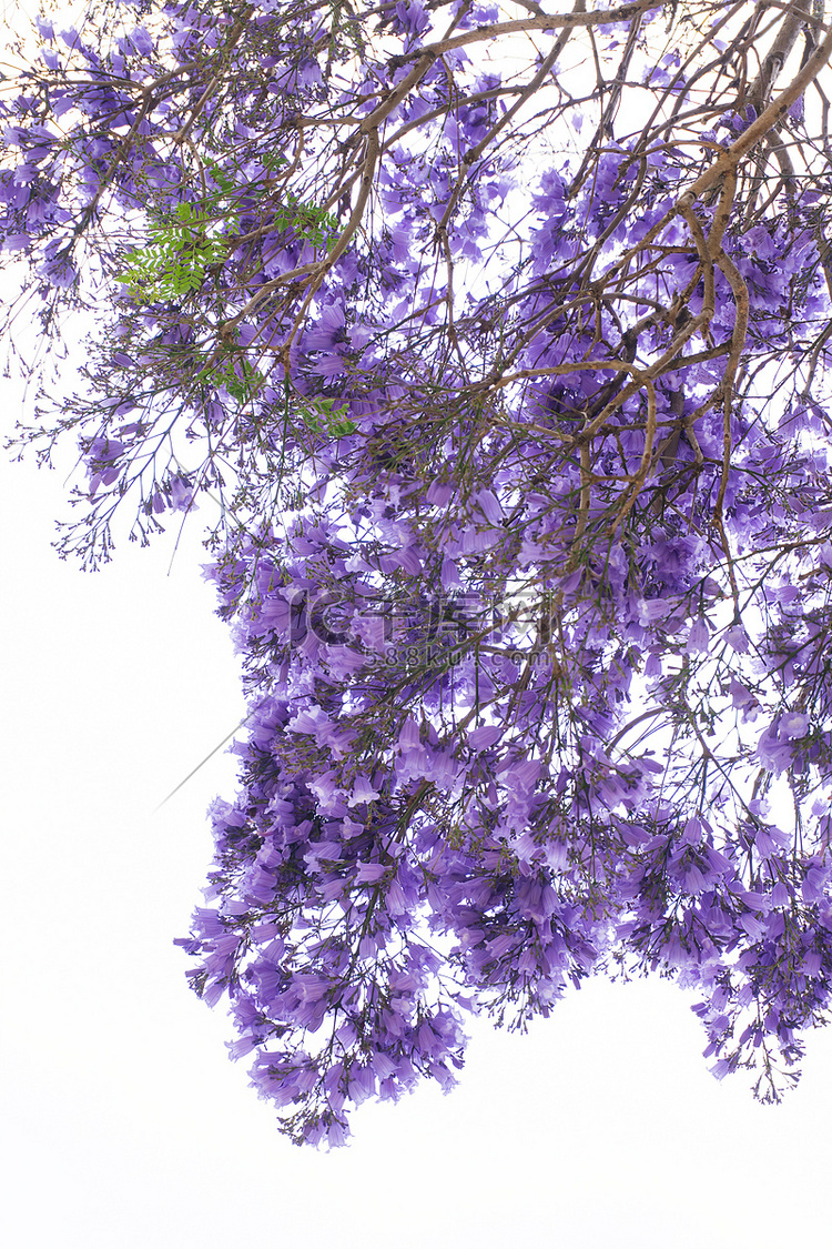 紫色大花的蓝花楹树枝