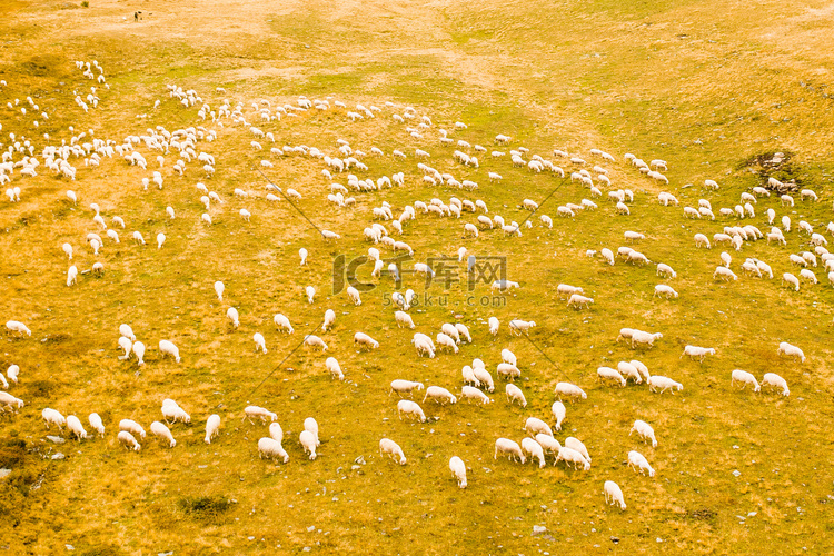 羊群在山上粗放的草地上吃草