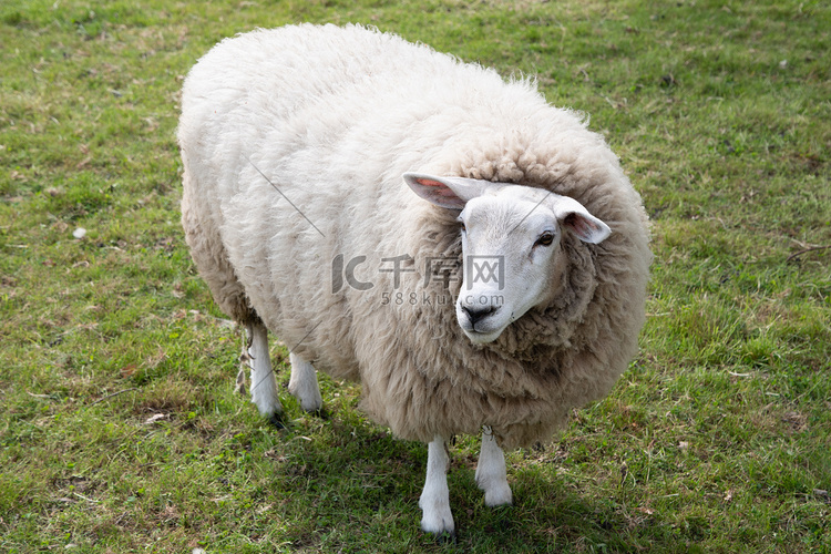 一只长着厚厚的白色羊毛的肥白羊