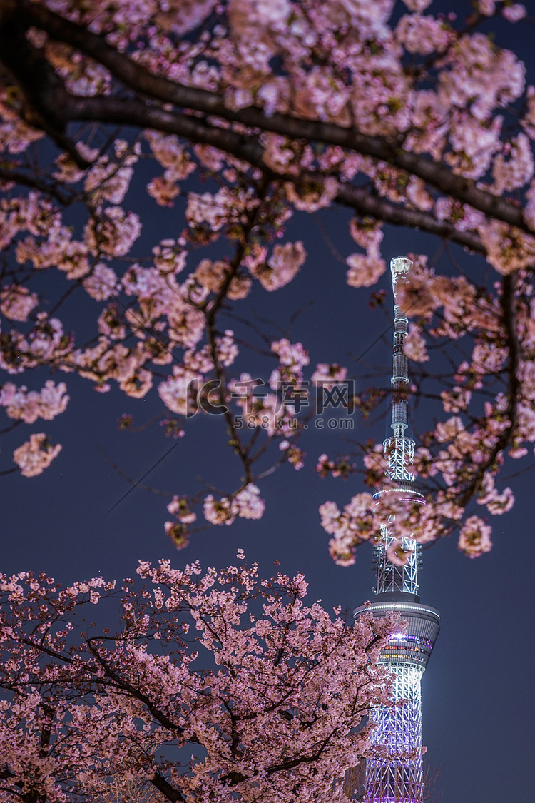 东京晴空塔和夜樱