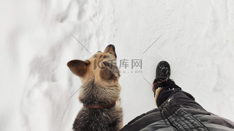 狗德国牧羊犬在一个冬日靠近人类