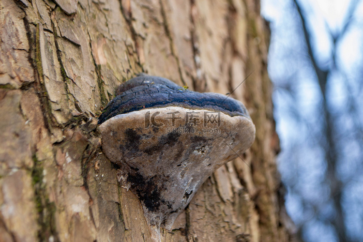 蘑菇坐在树林里的一根圆木上。