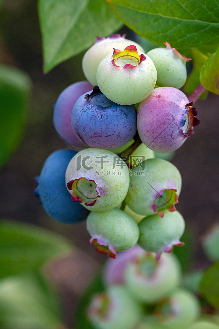 灌木丛中的有机蓝莓群，特写。