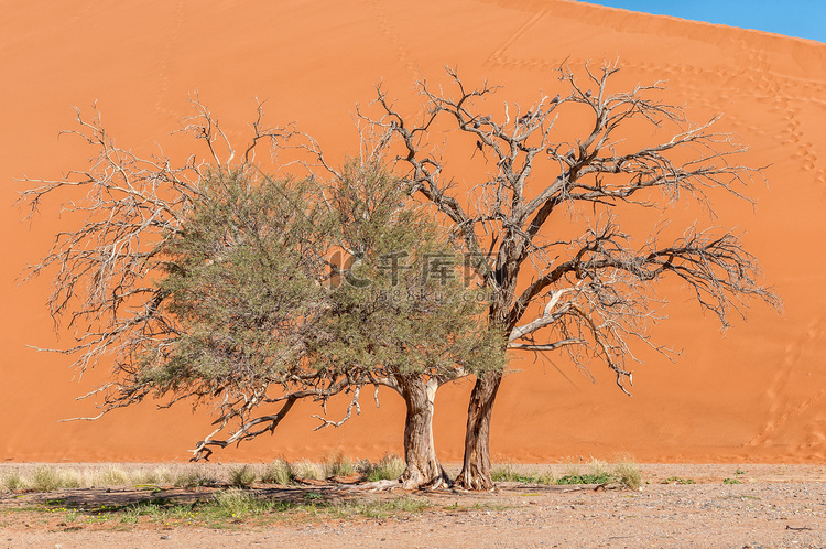 45 号沙丘橙色背景下的骆驼刺树
