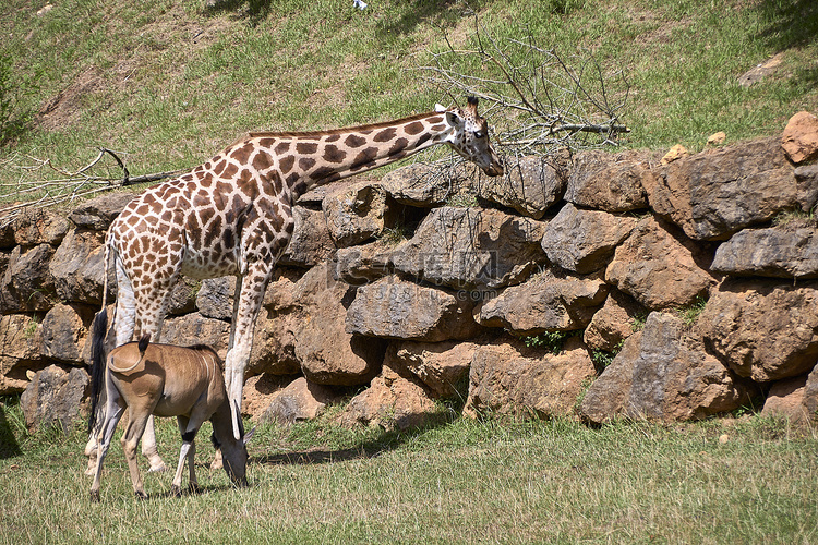 伊兰羚羊和长颈鹿在大草原吃草