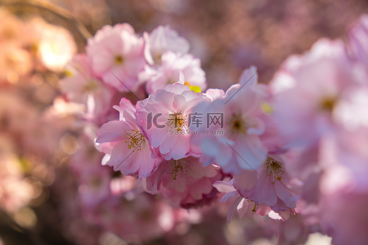 樱花粉红色紫罗兰花在樱桃树上关