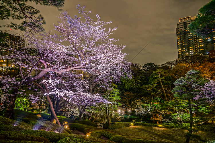 春季日本庭园形象