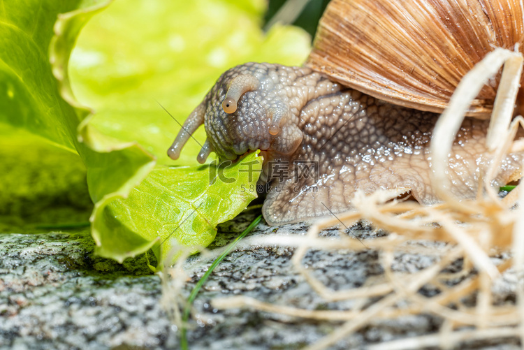 勃艮第蜗牛吃生菜叶的宏观特写，