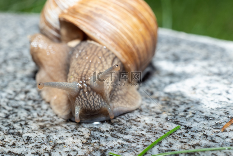 触角完全伸展的罗马蜗牛的宏观特