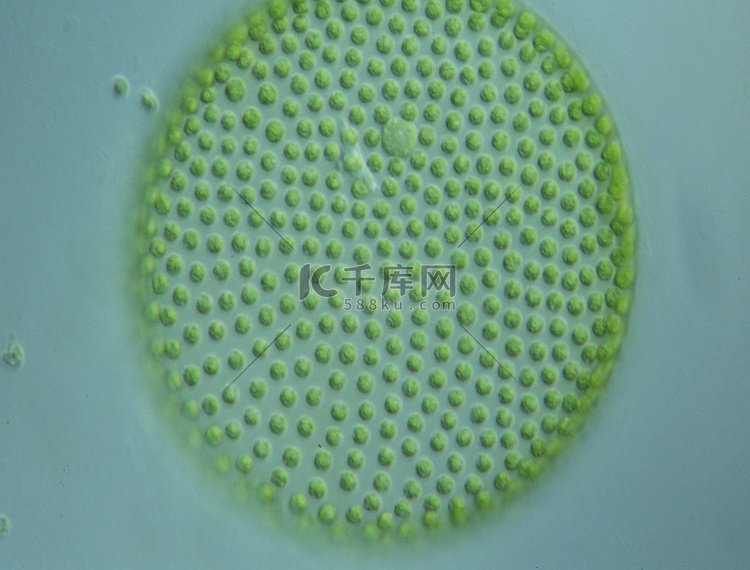 100 倍显微镜下水滴中的绿藻