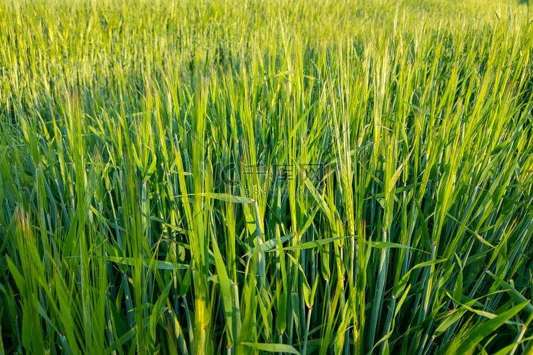 在绿色的年轻田野、小麦、谷物、