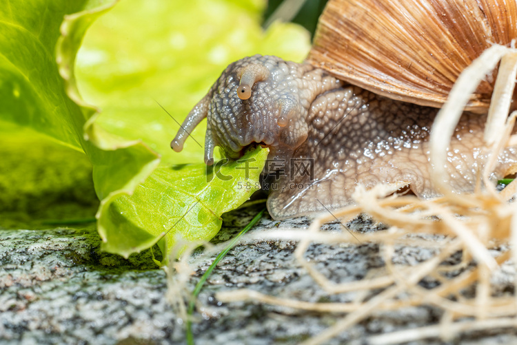 勃艮第蜗牛吃生菜叶的宏观特写 