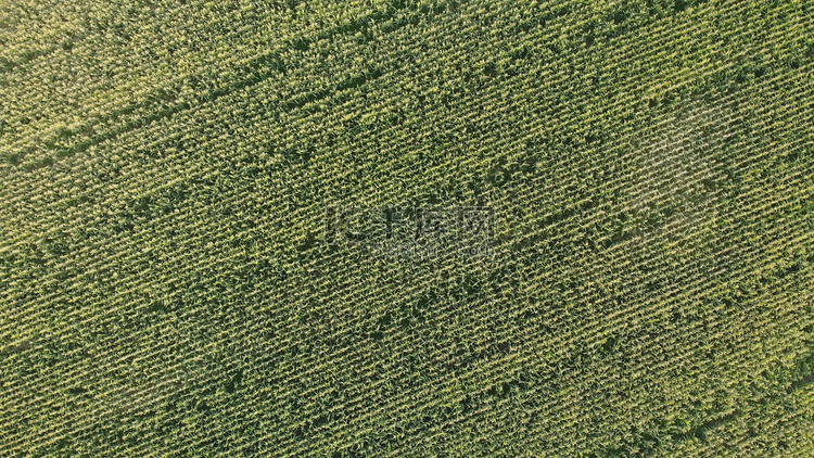 用无人机鸟瞰一片播种完美的玉米