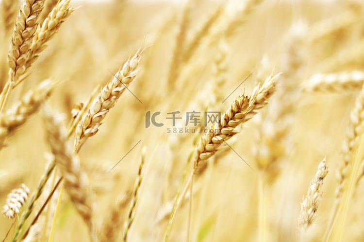 精英大麦在田间的壮丽耳朵。