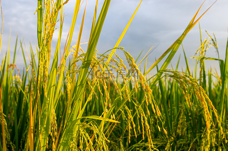 稻田中一些成熟水稻的图片
