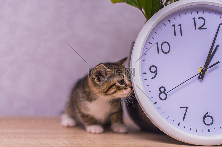 镶边小猫嗅在一张木桌上的时钟