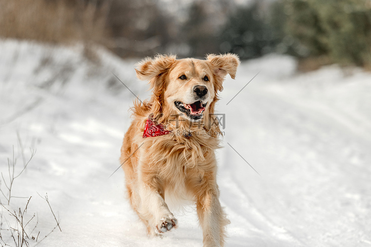 在冬时的金毛猎犬