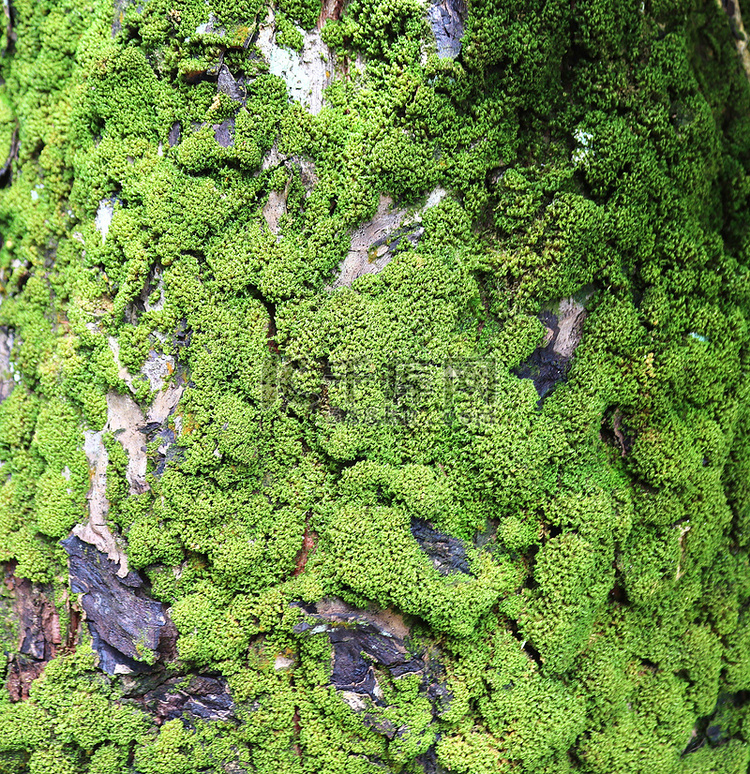 森林 gr 上不同苔藓纹理的详