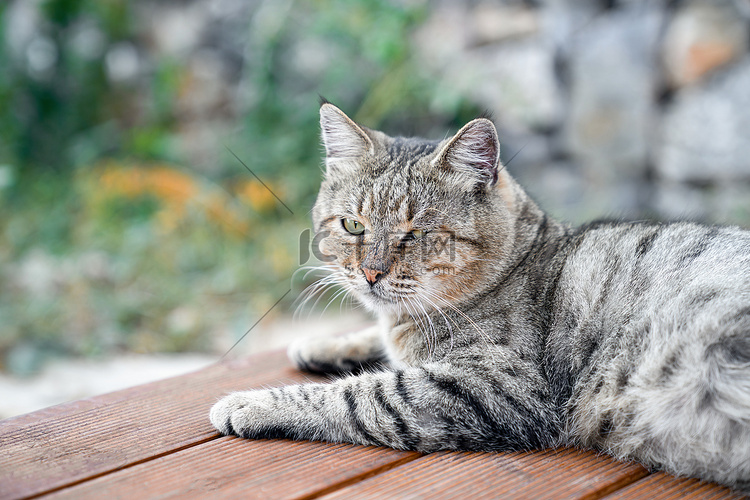 灰斑猫放松地躺在花园背景的阳台