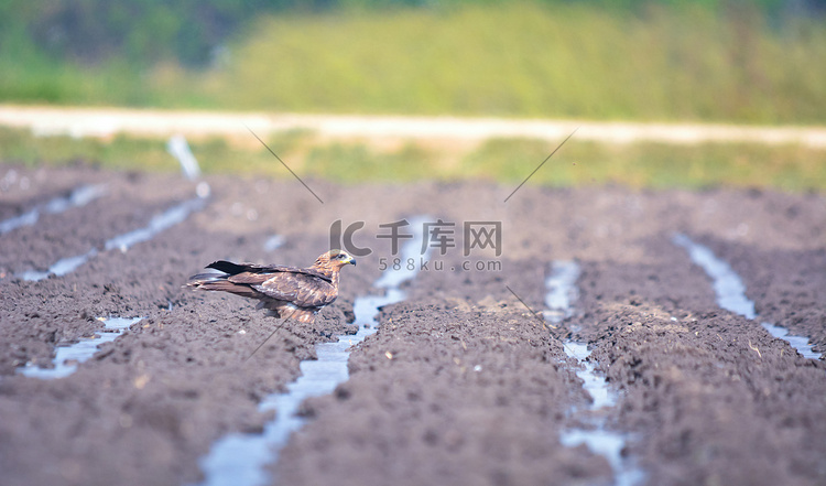 黑鸢是一种中型猛禽，即将喝水