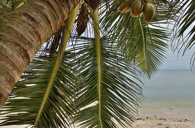 热带天堂岛海滩上美丽的棕榈树