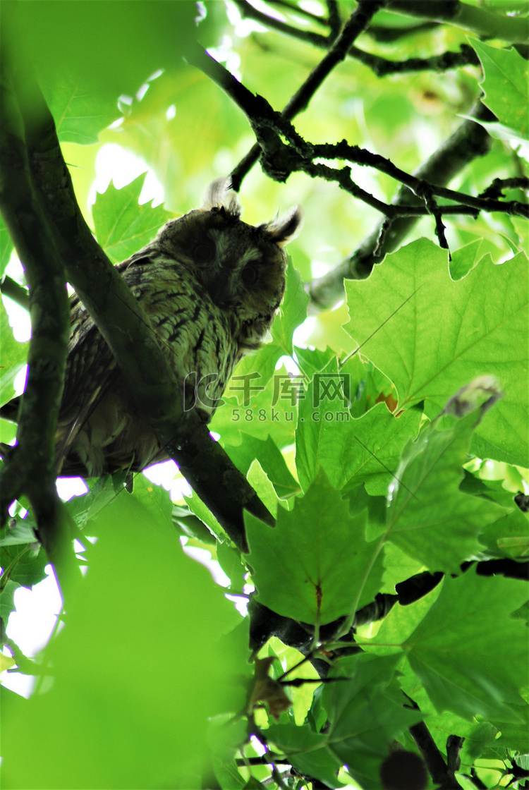 黄褐色的猫头鹰坐在梧桐树的叶子