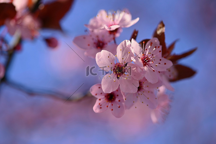 美丽的春天开花的树-日本樱花樱