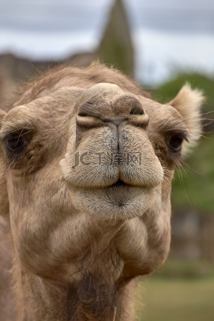 单峰骆驼的头的细节，