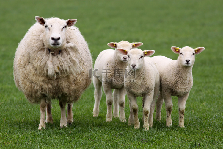羊妈妈带着三只小羊羔看着你