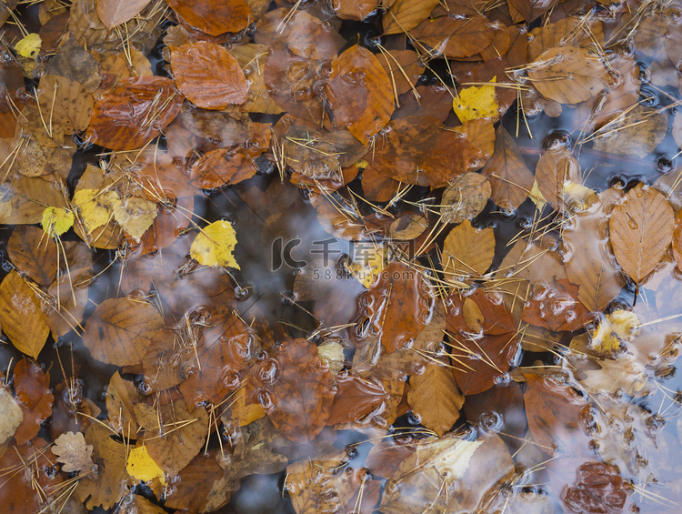 五颜六色的秋天落在水坑上的湿山