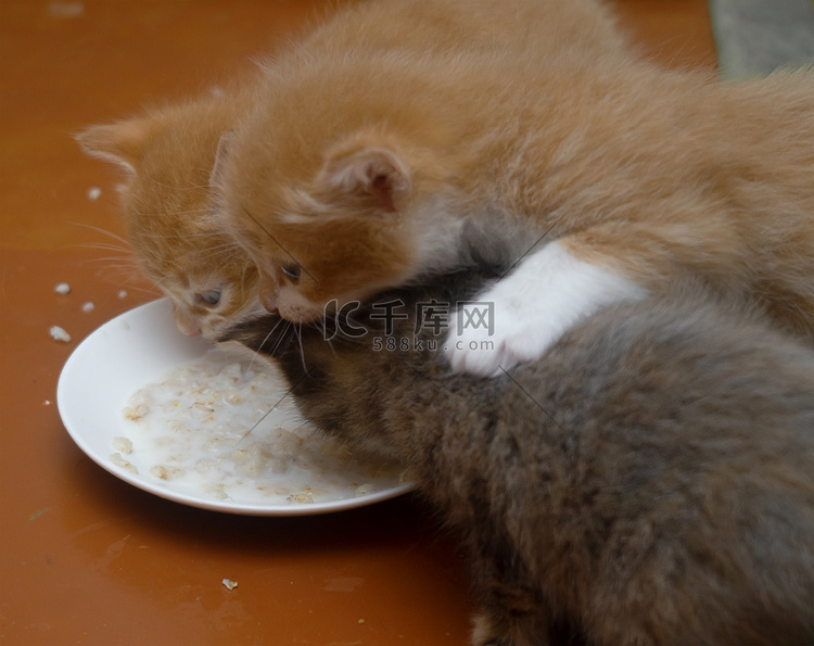 三只小猫吃食物