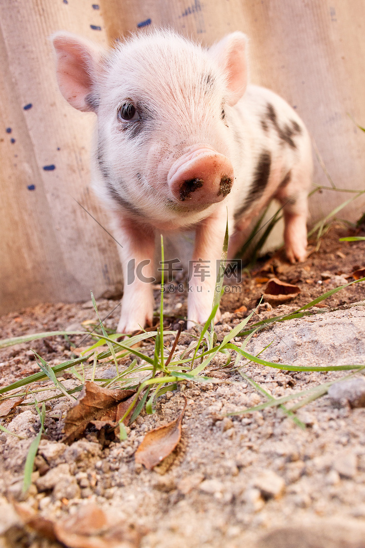 一只可爱的泥泞小猪在户外跑来跑