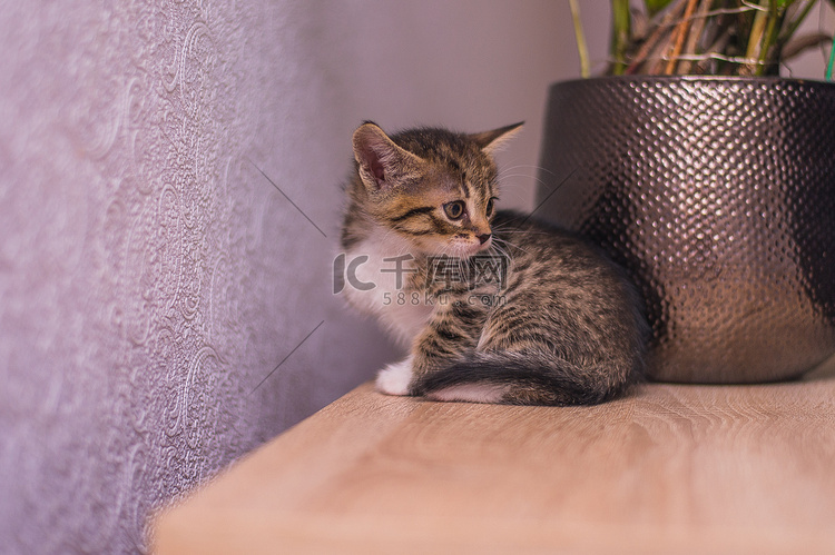 小猫坐在靠近花盆和紫色墙壁的桌
