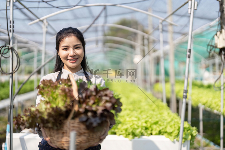亚洲妇女在温室里种植水培蔬菜。
