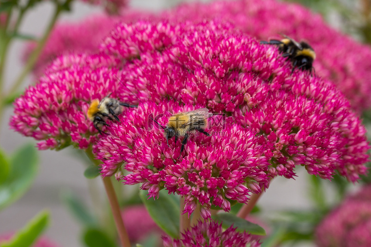 给景天属植物授粉的蜜蜂