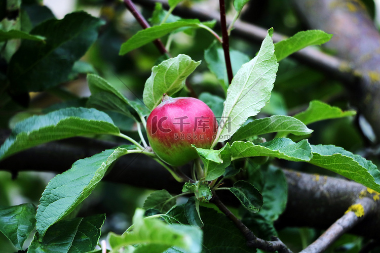 花园里苹果树枝上的红苹果。