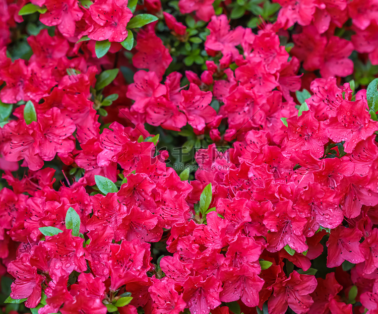 春天花园里盛开的红杜鹃花与露珠