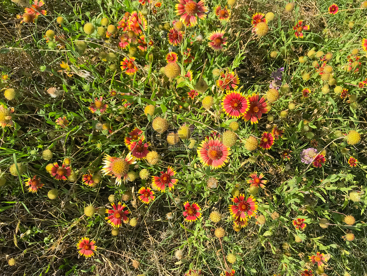 美国得克萨斯州科佩尔春季红橙色