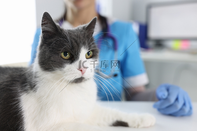 美丽的灰白猫和兽医在诊所