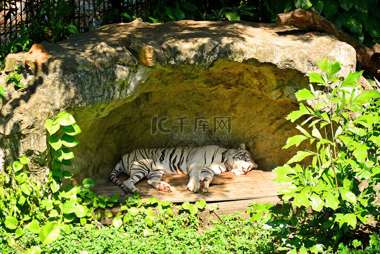 泰国曼谷考丁公园杜斯特动物园的