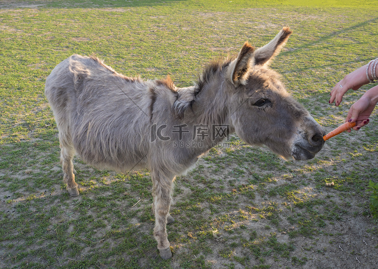 灰色米色毛茸茸的年轻驴的画像，