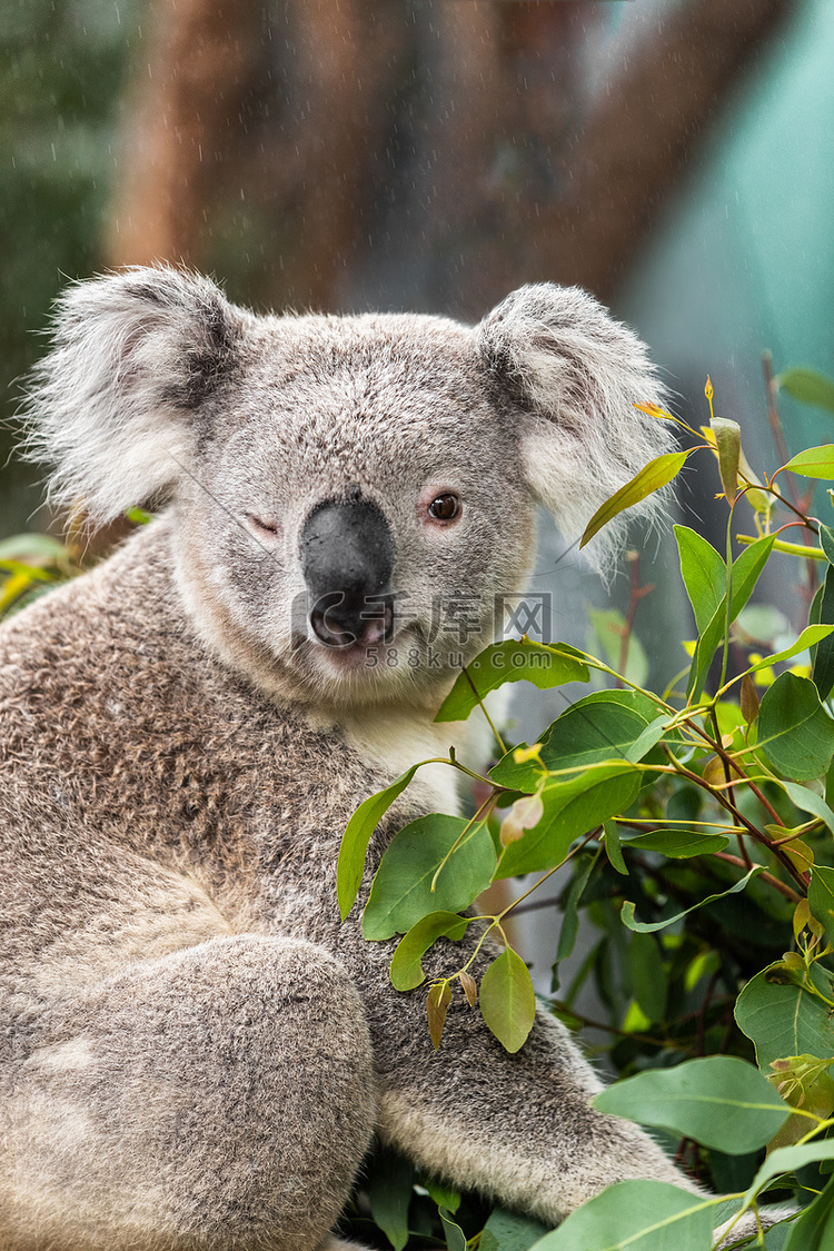 有趣的考拉动物在澳大利亚悉尼动